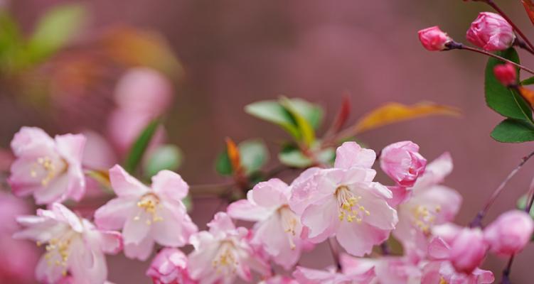 寓意腼腆真诚的花指的是哪种花？这种花的象征意义是什么？