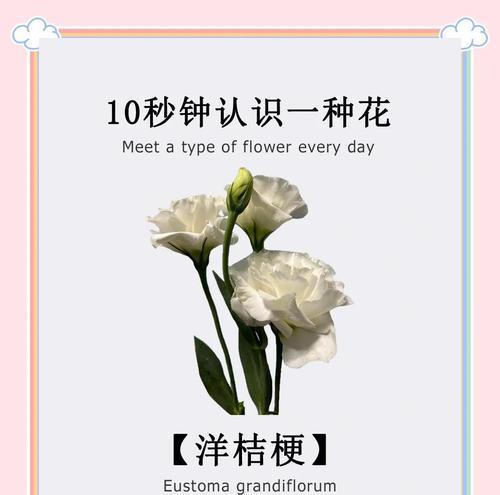 寓意永恒爱意的花是什么花？如何挑选表达长久爱情的花卉？