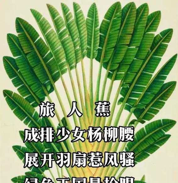 无花无果的寓意象征是什么？如何理解其深层含义？