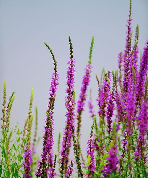 薰花语是什么含义？如何正确理解薰衣草的花语？