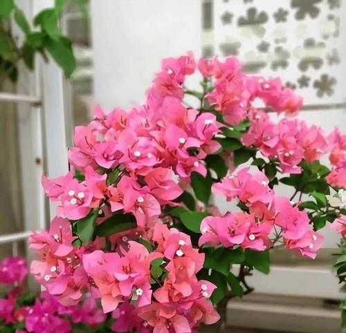 庭院的花寓意和象征是什么？如何挑选寓意吉祥的花卉？