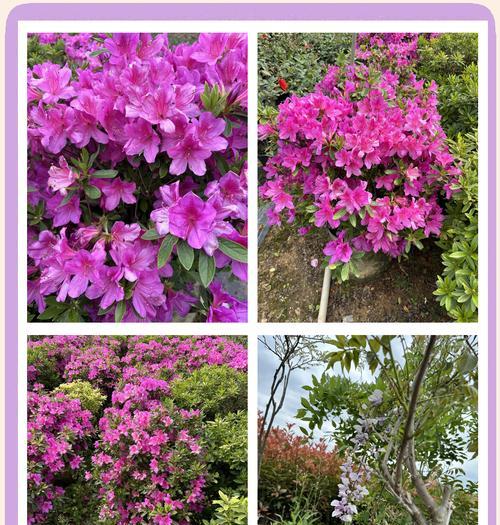 杜鹃花的寓意是什么？如何正确理解杜鹃花的象征意义？