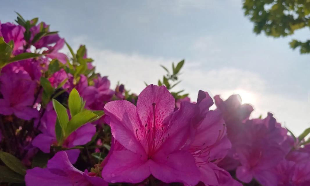 杜鹃花的寓意是什么？如何正确理解杜鹃花的象征意义？