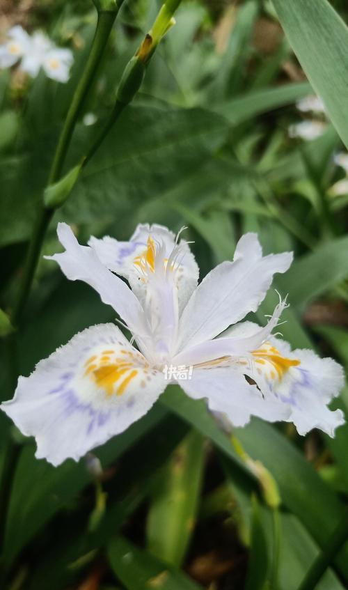 象征着爱情走向的花是什么花？如何通过花语表达情感？