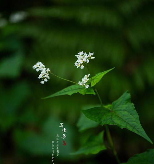 荞麦花的花语是什么？了解荞麦花的象征意义和文化背景？