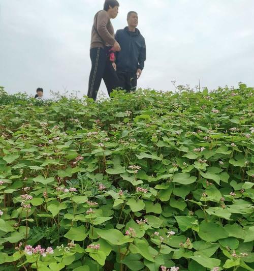 荞麦花的花语是什么？了解荞麦花的象征意义和文化背景？