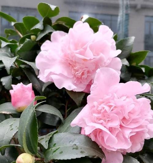 难养的花寓意什么？这些花卉的特殊含义你知道吗？