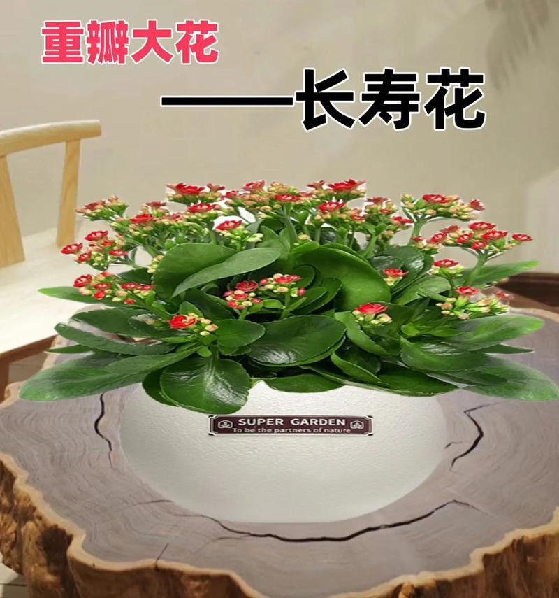 难养的花寓意什么？这些花卉的特殊含义你知道吗？