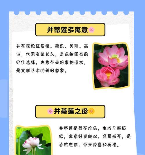 并蒂莲的花语是什么？如何表达爱与和谐？