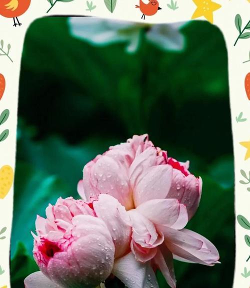 并蒂莲的花语是什么？如何表达爱与和谐？