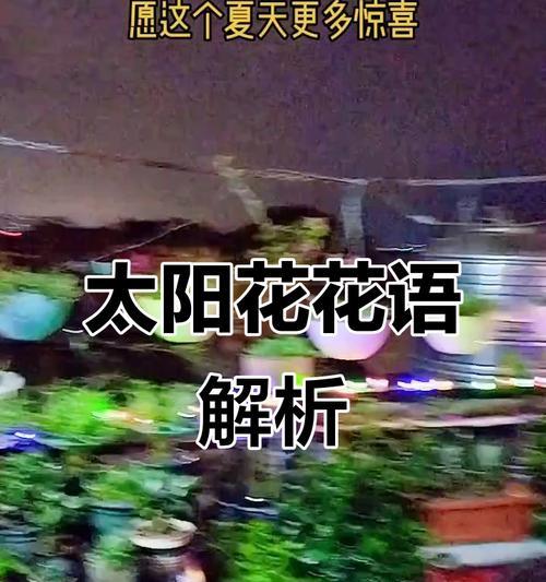 阳光什么花的花语是什么？如何表达爱意？