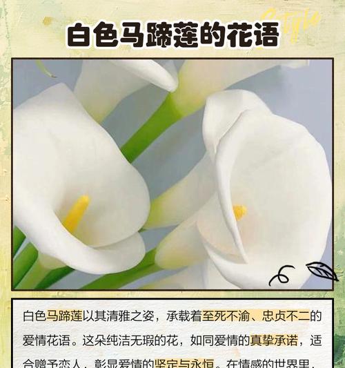 什么花语跟死有关？揭秘与死亡相关的花卉含义？