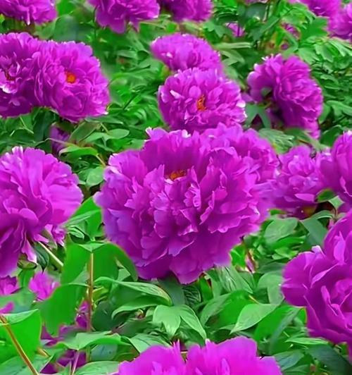 象征吉祥寓言的花是什么花？这种花的寓意有哪些？