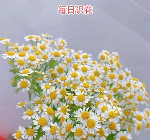 历经苦难的花语是什么？了解坚韧不拔的象征意义