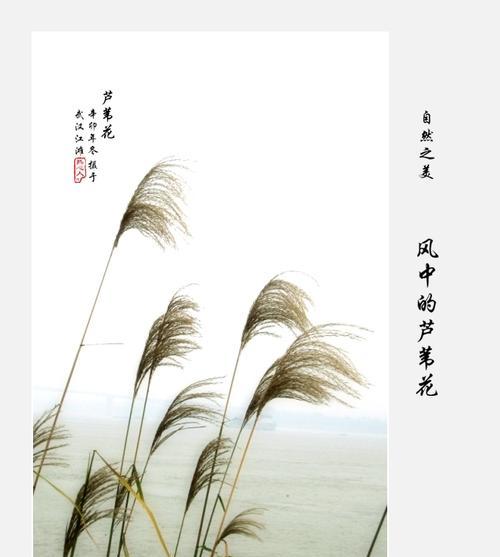 芦苇花的花语象征意义是什么？芦苇花代表了哪些情感和寓意？