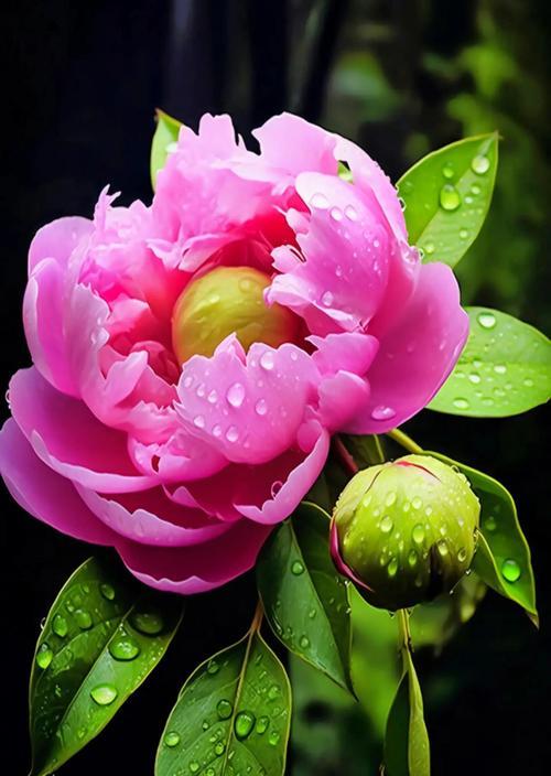 送牡丹花的寓意是什么？牡丹花代表了哪些美好含义？