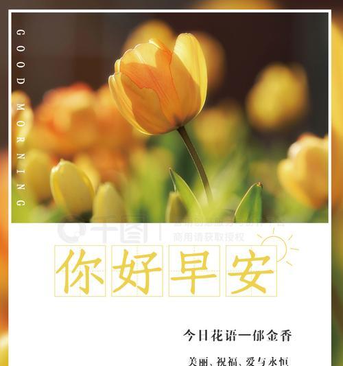 花朵励志的花语是什么？如何选择寓意积极向上的花卉？