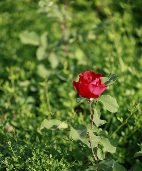 象征黎明到来的花是什么花？这种花的花语有哪些含义？
