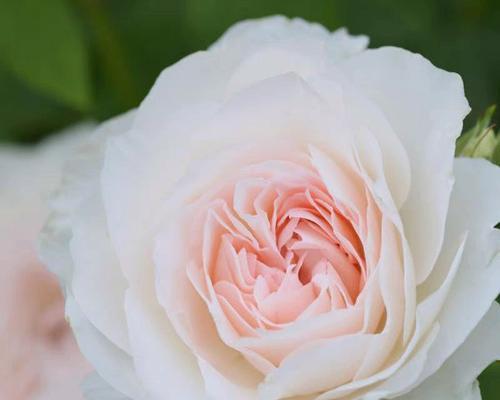 象征黎明到来的花是什么花？这种花的花语有哪些含义？