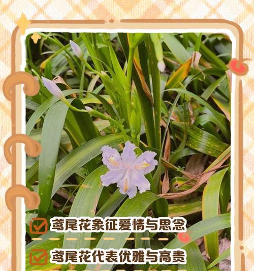 寓意故事结束的花是什么花？它象征着什么含义？