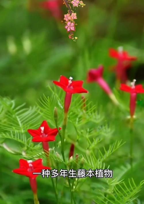 寓意故事结束的花是什么花？它象征着什么含义？