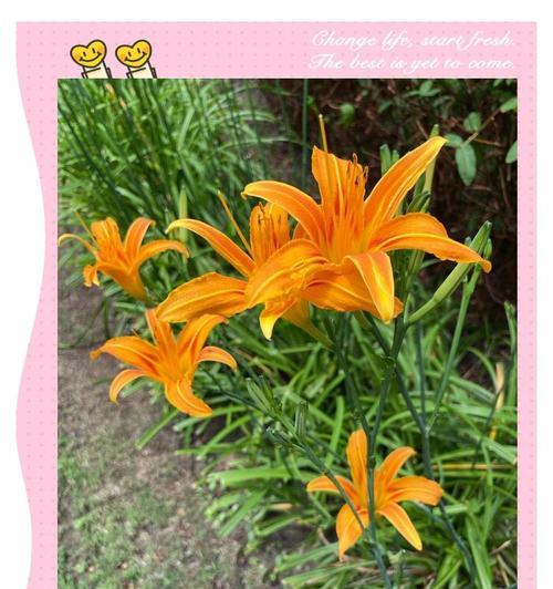 寓意给妈妈的花是什么花？如何选择表达爱意的花卉？