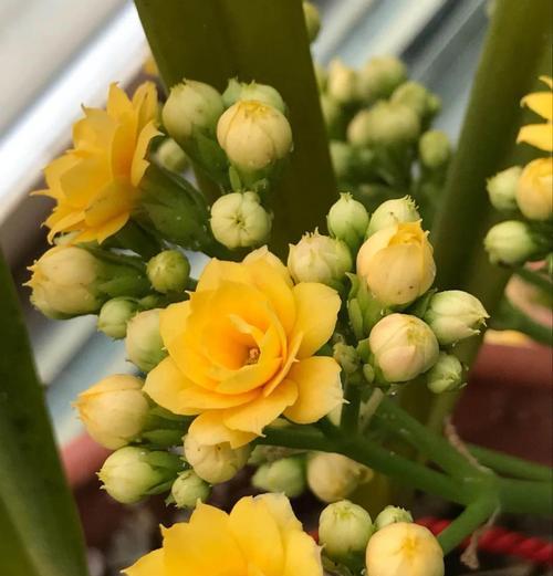 寓意给妈妈的花是什么花？如何选择表达爱意的花卉？