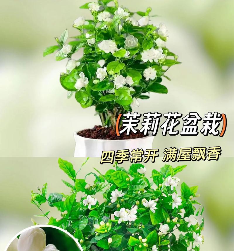 卧室摆放哪种花最合适？花语有哪些讲究？