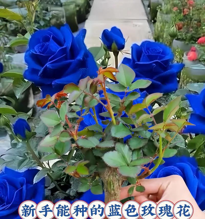 两朵蓝色妖姬花代表什么含义？它们的花语有哪些特点？