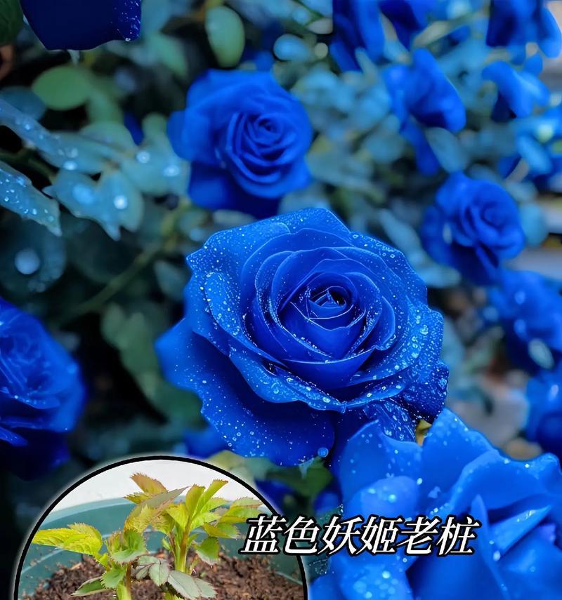 两朵蓝色妖姬花代表什么含义？它们的花语有哪些特点？