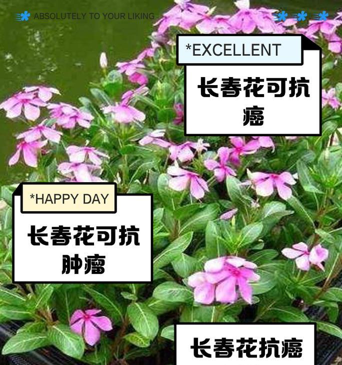 东北大花的寓意和象征是什么？了解东北大花背后的文化含义？