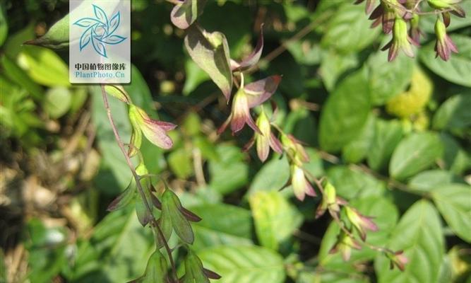 飞蛾花象征着什么？飞蛾花的寓意有哪些常见误解？