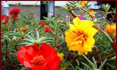 象征不死的花朵是什么花？这种花的寓意和特点是什么？