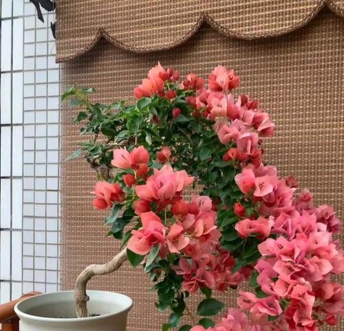象征不死的花朵是什么花？这种花的寓意和特点是什么？