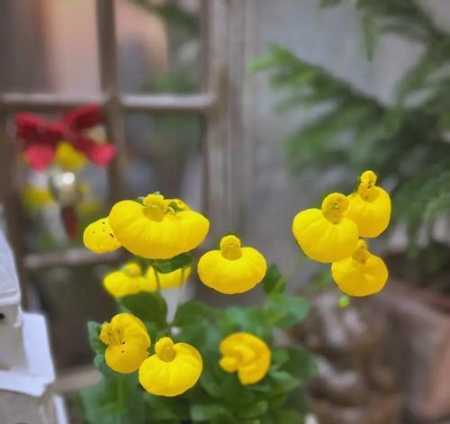 象征不死的花朵是什么花？这种花的寓意和特点是什么？