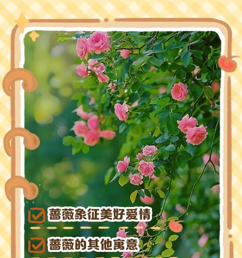 紫蔷薇花的寓意和象征是什么？了解其背后的文化意义？