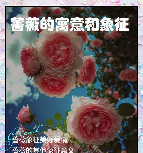 紫蔷薇花的寓意和象征是什么？了解其背后的文化意义？