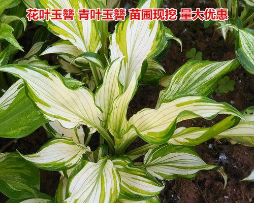 簪花绿色的花寓意是什么？绿色花语有哪些含义？