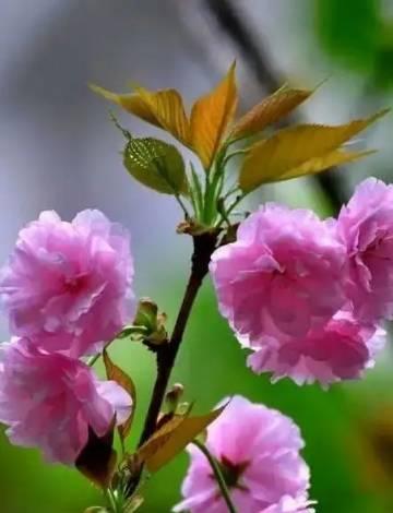 簪花绿色的花寓意是什么？绿色花语有哪些含义？