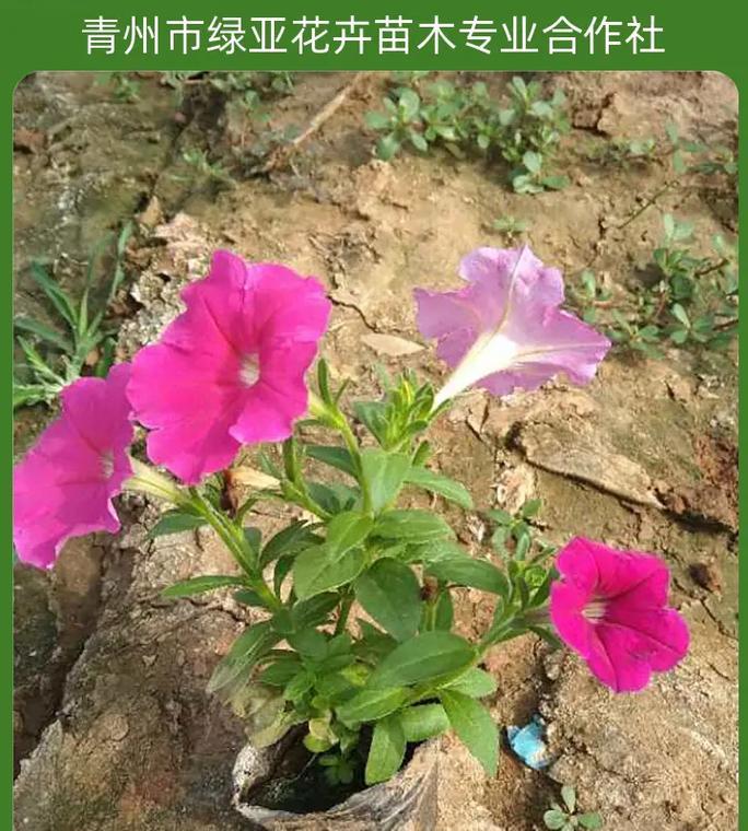 簪花绿色的花寓意是什么？绿色花语有哪些含义？