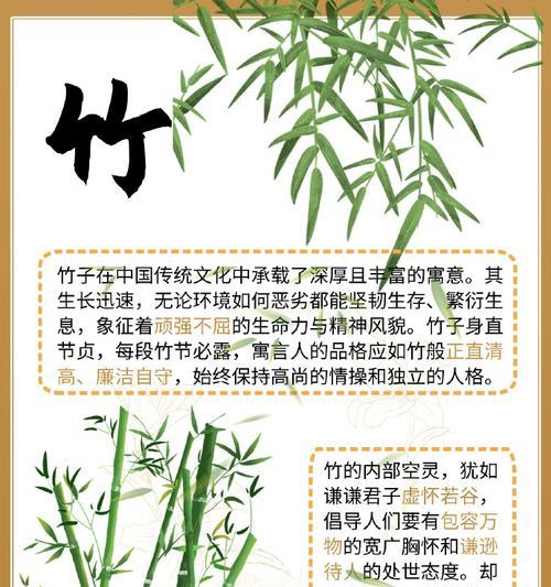 竹子的寓意和花语是什么？如何在家居装饰中应用？