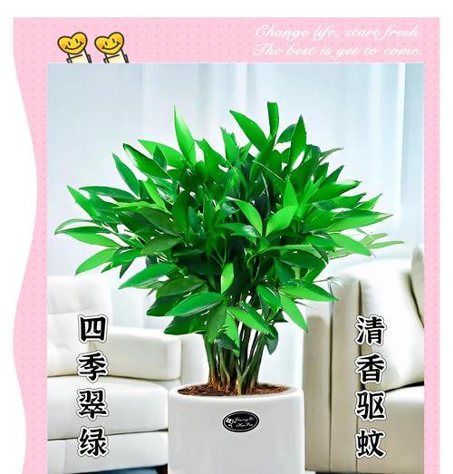 竹子的寓意和花语是什么？如何在家居装饰中应用？