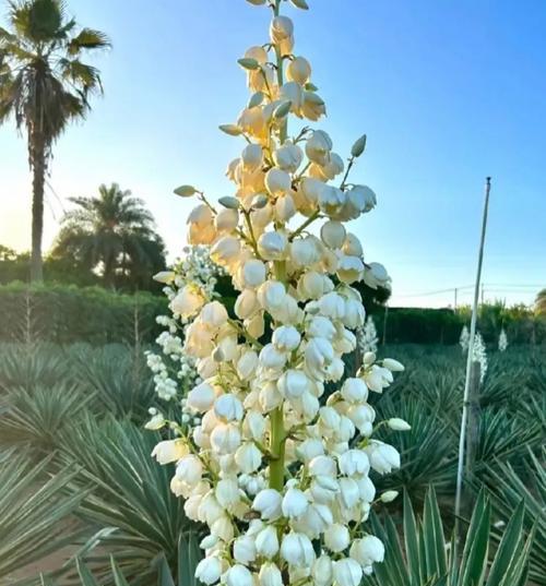 孕妇寓意好的花是什么花？哪些花卉适合送给准妈妈？