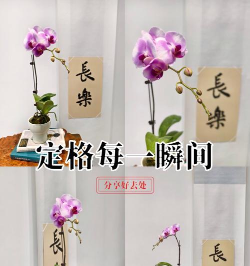 兰花开红花代表什么花语？红色兰花的寓意有哪些？