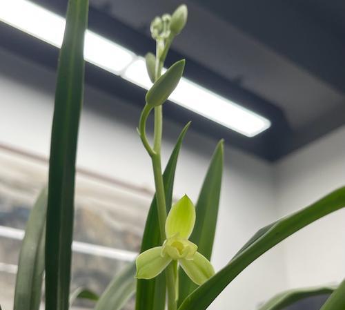 兰花开红花代表什么花语？红色兰花的寓意有哪些？