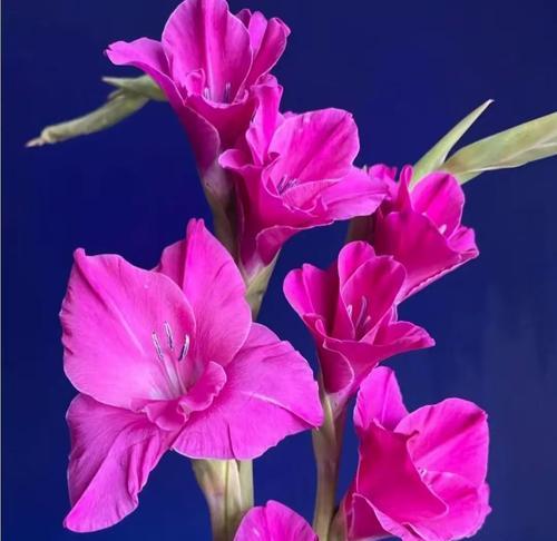 兰花开红花代表什么花语？红色兰花的寓意有哪些？
