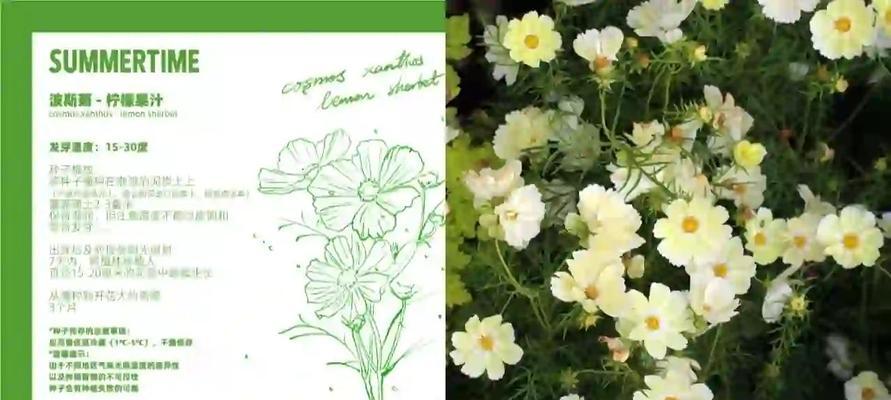 起源的花语是什么？如何理解起源花语的深层含义？