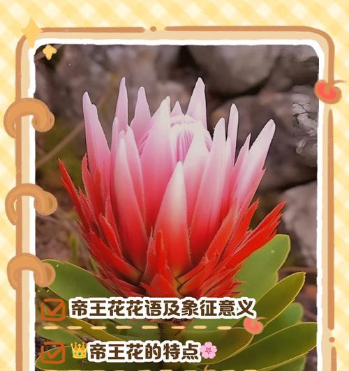 起源的花语是什么？如何理解起源花语的深层含义？