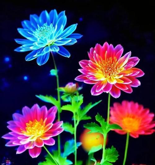 暗夜里绽放的花有什么象征？它们代表了哪些意义？