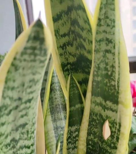盆栽植物叶子发黄卷曲怎么办？
